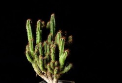 2024年最新植物爆料,揭秘神秘植物新种与生态奇迹